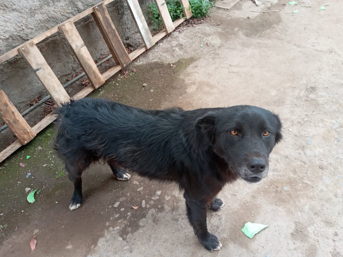Gerardo_auditor's tweet photo. #muchogustomega La Negra 🐶❤️ https://t.co/wxxyVUncfu