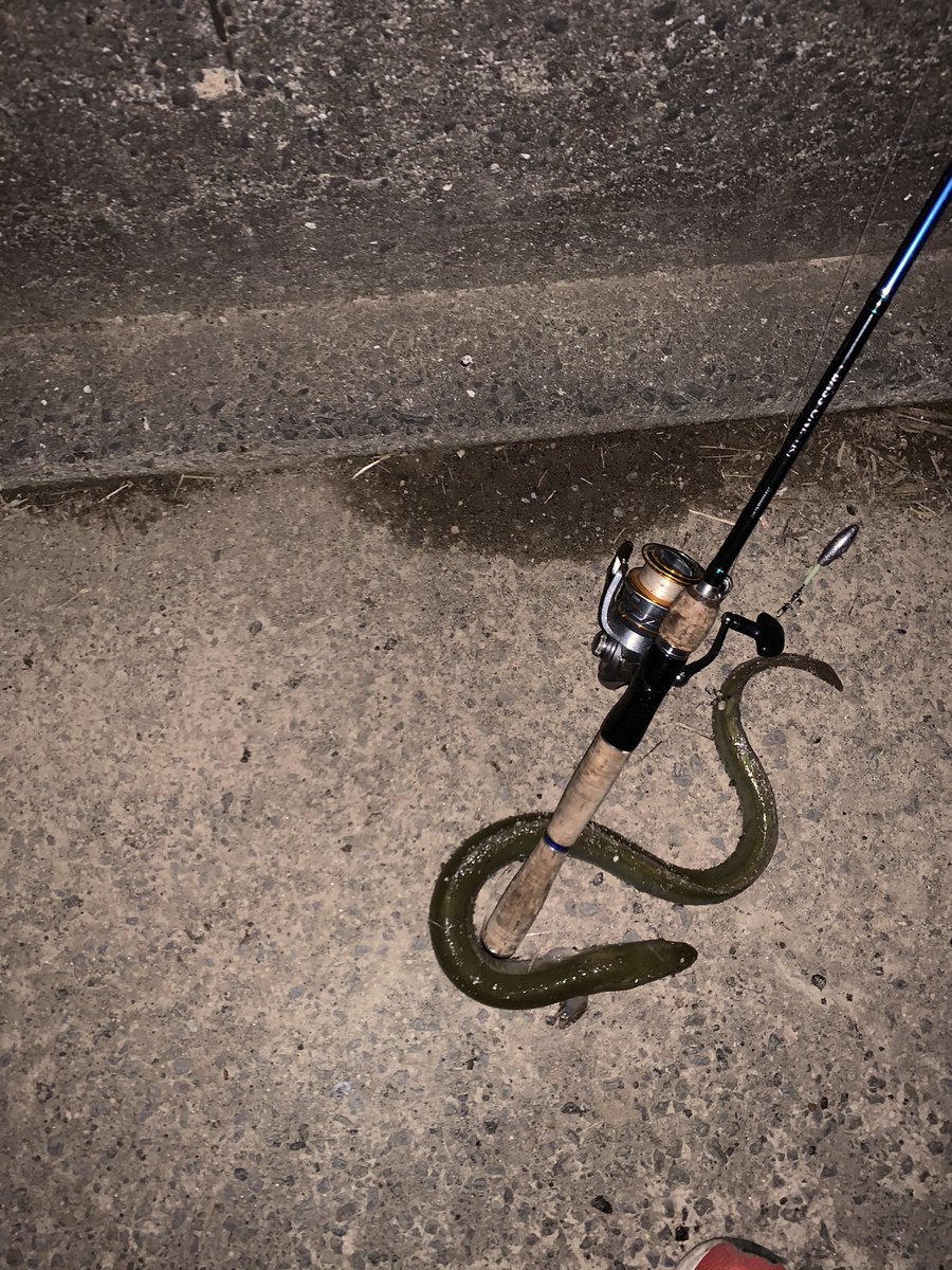 ルンバ社長 ドバミミズ販売中 Runbaceo Office Twitter