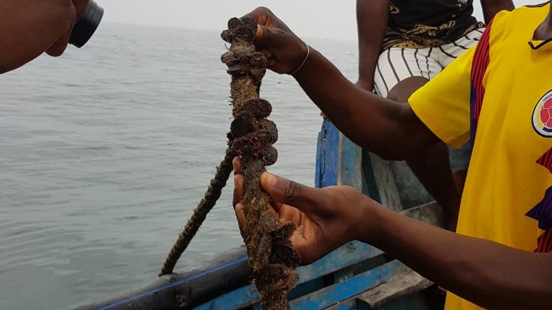 In Benguela, we spoke with women from Caota who grow mussels - #mariculture - and are being supported by the project “Improving Ocean Governance and Integrated Management" in the Benguela Current Large Marine Ecosystem, managed by Angola, Namibia and South Africa