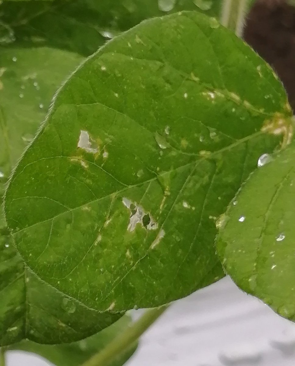 まぼすけ 勢いで畑借りた さあ まずは枝豆の葉がダメージを受けてきてます これは単に虫さんなのか はたまた病気なのか こんな初歩的なところからまずはしらべてみます まぼすけ 勢いで畑借りた さあ まずは枝豆の葉がダメージを受けてきてます これは単に虫さんなのか はたまた病気なのか こんな初歩的なところからまずはしらべてみます