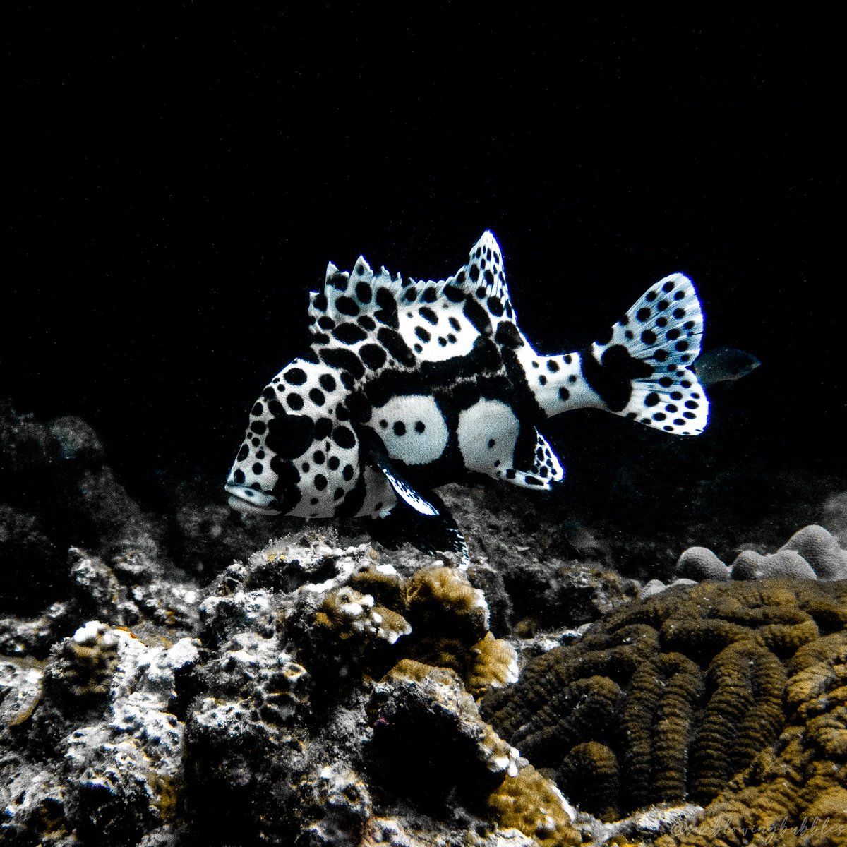suebaumeyer's tweet photo. 🔹Harlequin Sweetlips🔹
📍Leam Thian, Koh Tao
📸 Olympus TG 5
@blackturtledive
#scubadiving #uwphotography #uwphoto #marinelifephotography #sweetlips #harlequinsweetlips #dancingfish #underwaterphotography #underwaterworld #oceanexplorer #kohtao #gulfofthailand #thailand https://t.co/PBjIUQAq8o