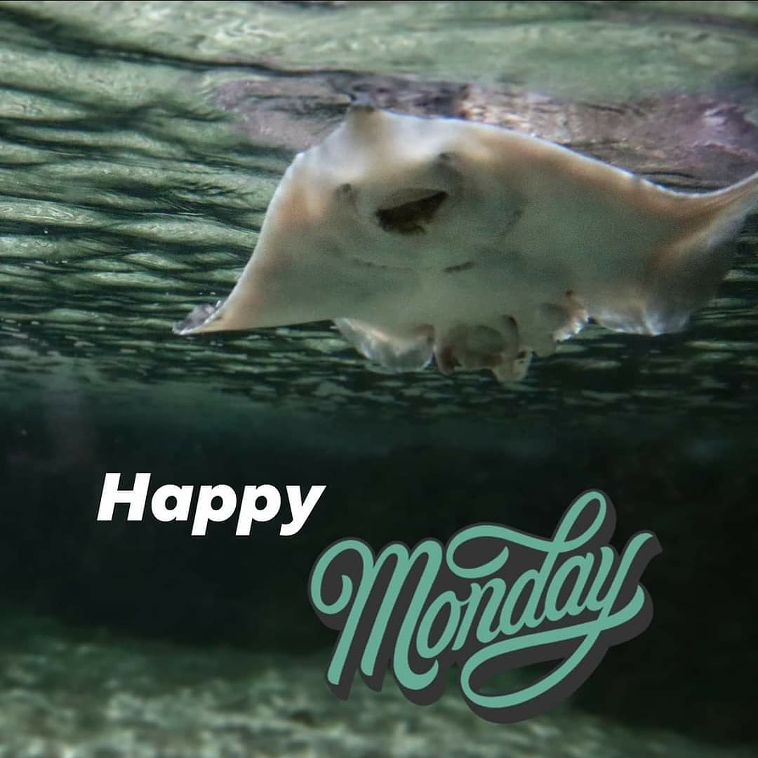 Monday’s don't need to be blue!
Be happy like our flappy rays! 😁🐠🐟

#bluereefaquarium #mondayvibes #stingray
