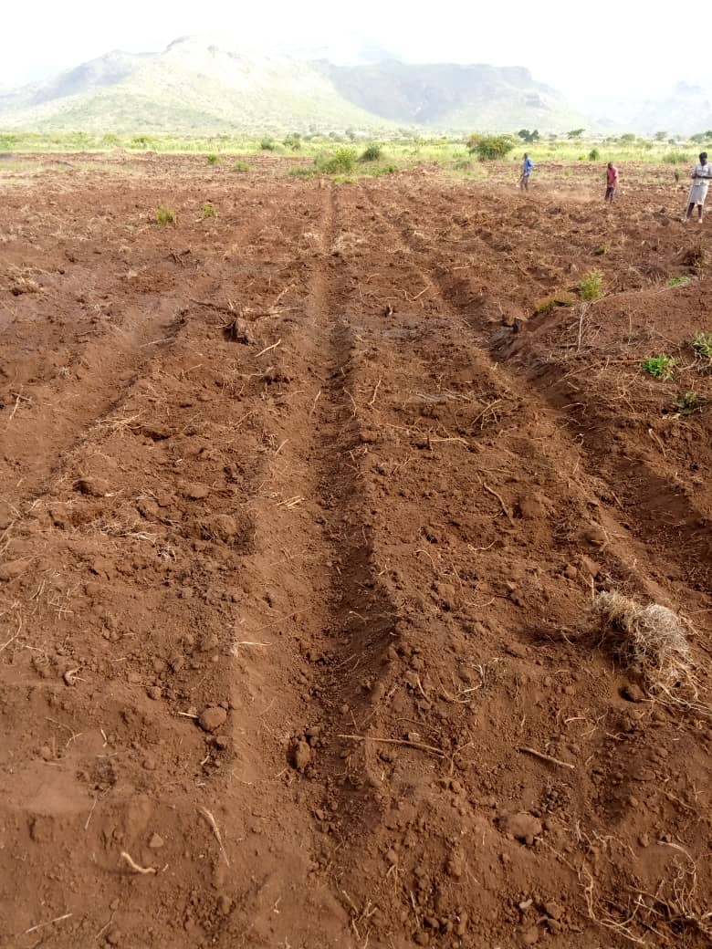 farmgatesug's tweet photo. Preparation for the transplanting is in high gear. #KeepSafeUg https://t.co/RGp175urXm