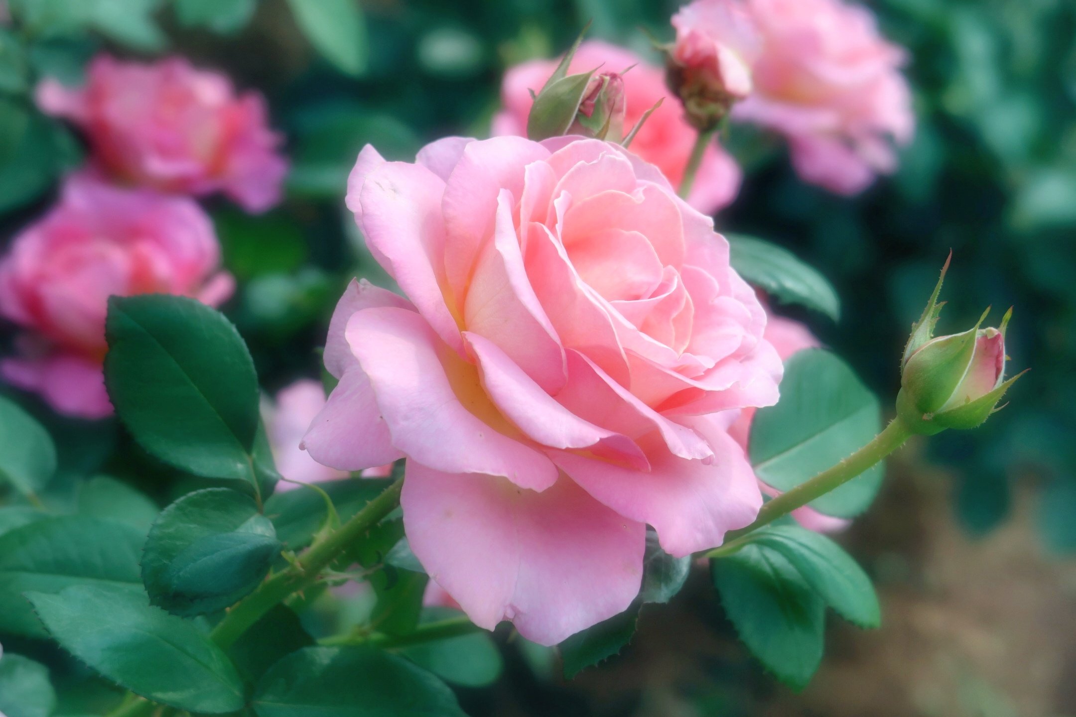 花写真 Twitter Search Twitter