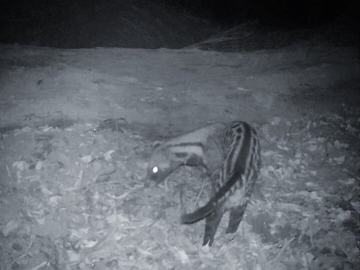 PanVerusProject's tweet photo. The same scene in #OutambaKilimi in #SierraLeone by day and by night

Featuring a black duiker and an African civet captured by motion sensor #cameratraps

#salonetwitter https://t.co/T1IeI0XA3l