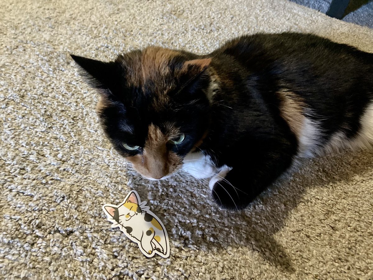 ZTeenaZ's tweet photo. My cat Stella is now a Sticker 😂 Little Mini MeowZzzz #cats #CatsOfTwitter #stickercat https://t.co/s4cu8mFGxc
