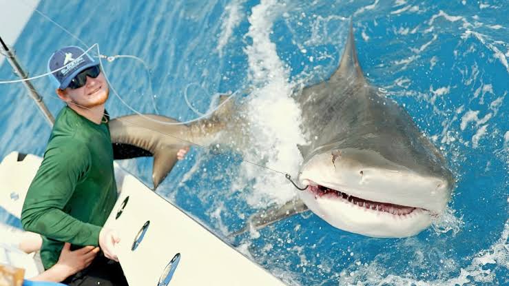 WildlifeKb's tweet photo. Catch the biggest shark.. entertainment this video..
👇👇👇
Please subscribe
Click this link:
https://t.co/7PayXBODkx https://t.co/zUCUcPc1YH