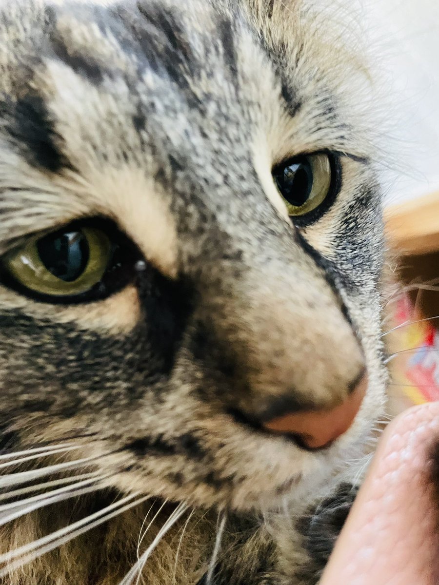 umikuun's tweet photo. ケン太郎くんのどアップwww
＃ノルウェージャンフォレストキャット https://t.co/2aimpO8cCv