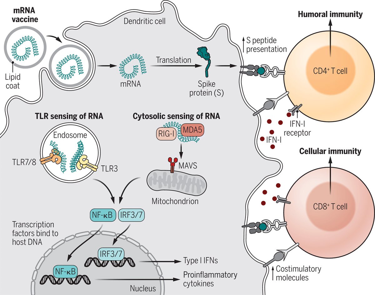 ScienceMagazine's tweet photo. Side effects of #COVID19 #vaccines should be welcomed “as a necessary prelude to an effective immune response,” say the authors of a new @SciImmunology Focus. Read more: https://t.co/1Oy4pkYv7E https://t.co/RdJmj5kdGc