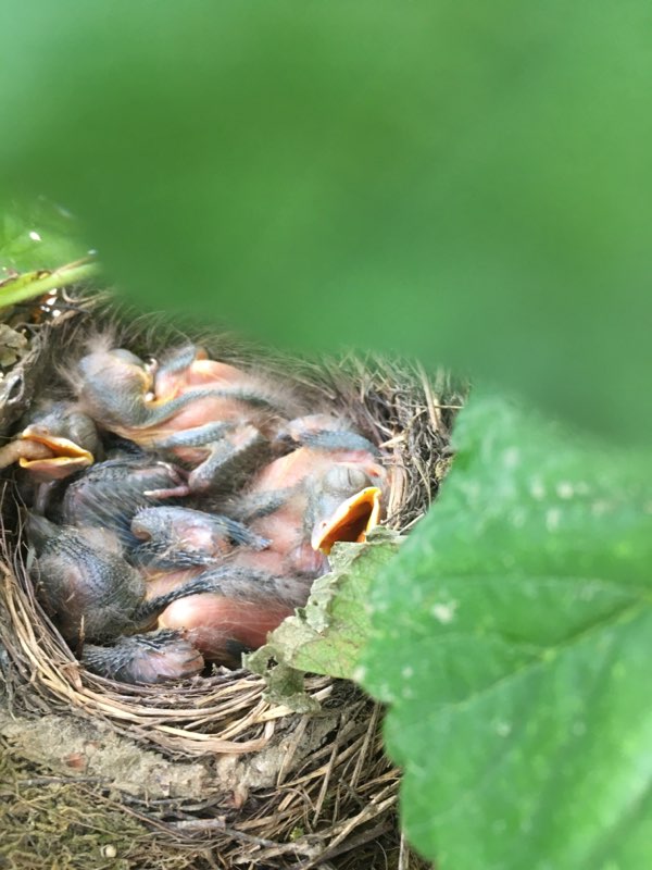 DriveFermier_81's tweet image. Les petits merles nés jeudi au Jardin des Délices grandissent à vue d'œil à l'ombre des fraisiers !