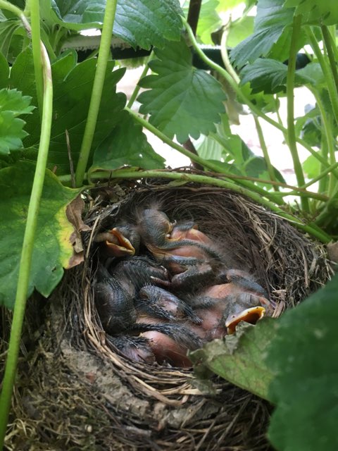 DriveFermier_81's tweet image. Les petits merles nés jeudi au Jardin des Délices grandissent à vue d'œil à l'ombre des fraisiers !