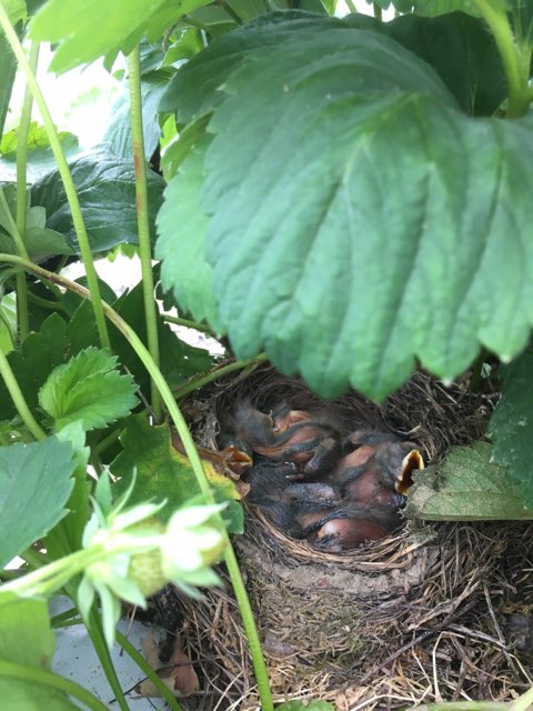 DriveFermier_81's tweet image. Les petits merles nés jeudi au Jardin des Délices grandissent à vue d'œil à l'ombre des fraisiers !