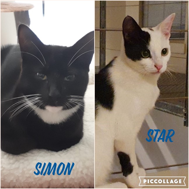 #LEAPS (@helpingthepaw) on Twitter photo Star & Simon are sterilized & up-to-date with their vaccinations & are SO READY for a forever home. There is a definite bond between Star & Simon. So it will probably be best if we can home them that way too. To adopt please contact Bronwyn on 0722837521 or bronwyn@leaps.co.za Star & Simon are sterilized & up-to-date with their vaccinations & are SO READY for a forever home. There is a definite bond between Star & Simon. So it will probably be best if we can home them that way too. To adopt please contact Bronwyn on 0722837521 or bronwyn@leaps.co.za