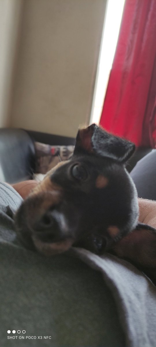 AlofokistaC's tweet photo. @estonoesradioTW #EstoNoEsRadio buenos dias en sintonia con mi mascota Killer https://t.co/5mbETrurDX