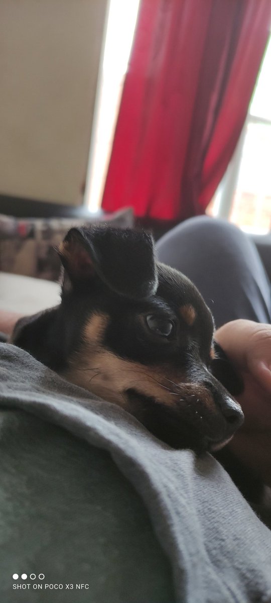 AlofokistaC's tweet photo. @estonoesradioTW #EstoNoEsRadio buenos dias en sintonia con mi mascota Killer https://t.co/5mbETrurDX