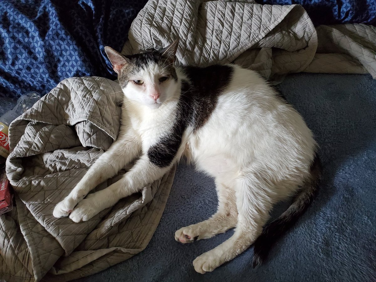 acheemient's tweet photo. @_We_Rate_Cats Feel better!! Love, Pocket https://t.co/fsKpMdfNJG