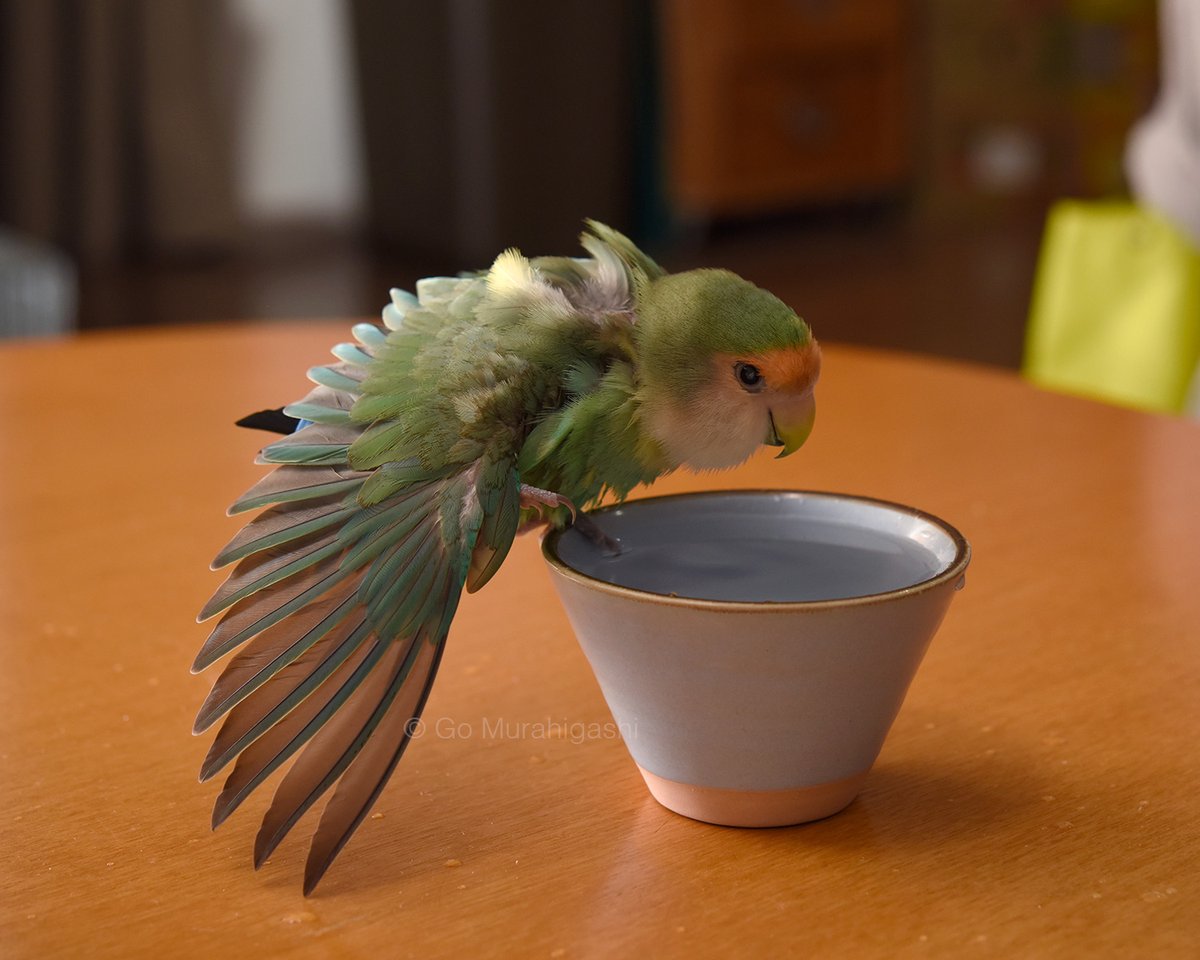 村東剛 おと写真館 インコのおとちゃん Photosgo Twitter