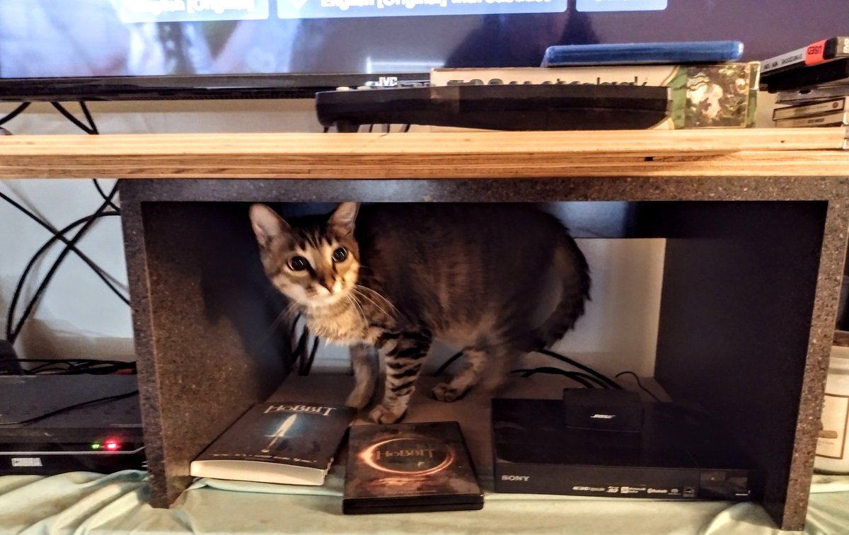 Munchie 😸🐾 tweet media