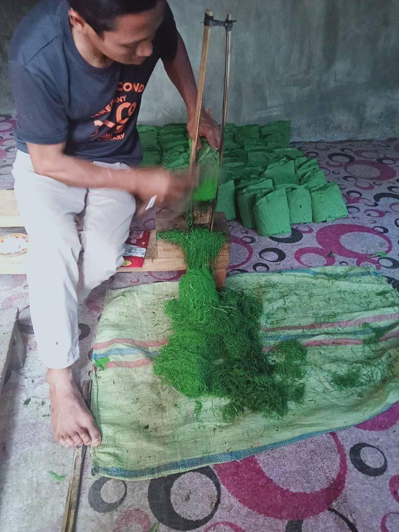 Tembakau gayo. ~