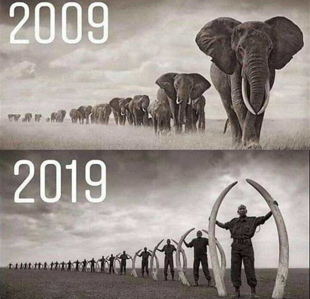 ColorMind01's tweet image. #SabiasQue #Datocurioso 🔍

El número de elefantes ha disminuido en un 62% en la última década y podrían estar extintos a fines de la próxima década.🐘

Mueren aprox. 100 elefantes africanos cada día por cazadores furtivos, dejando solo 400,000 restantes.

#breaking #news