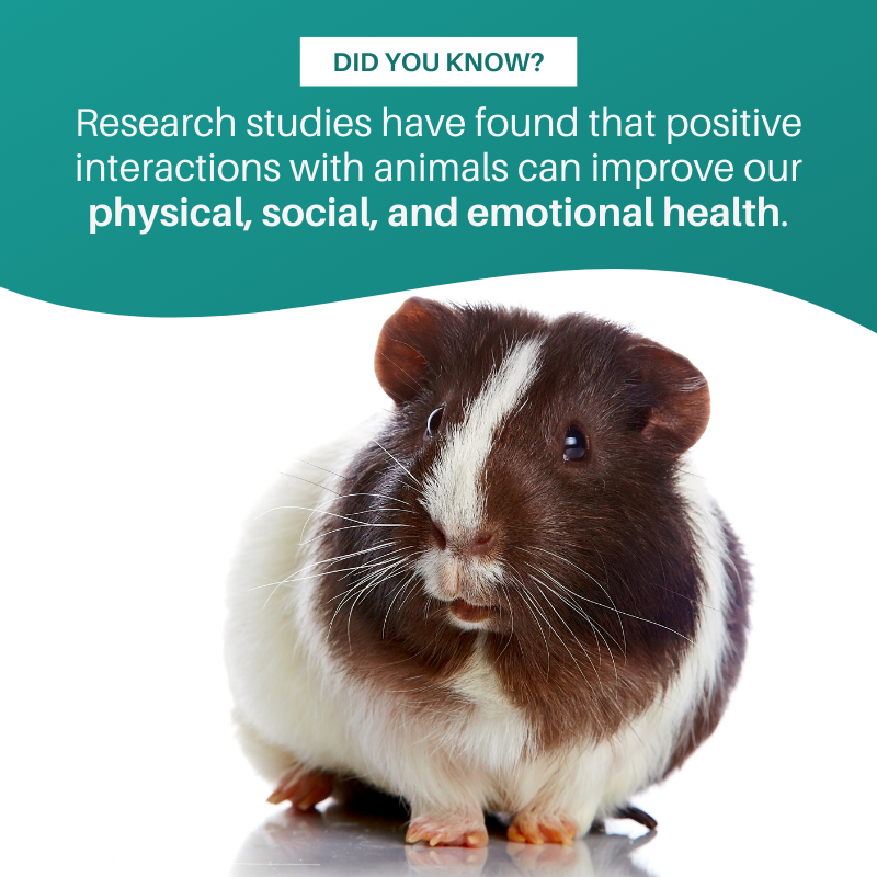 For instance, the National Institutes of Health reports that people with pets tend to get more exercise and health benefits than those without.

👉 Follow @createdbylaurab for more facts like this!