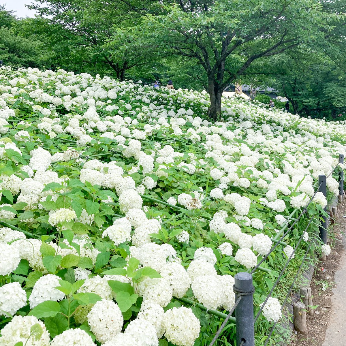 権現堂ファン 昨日 6 27 の幸手権現堂公園紫陽花の開花状況です 今年は紫陽花いつ切っちゃうんですかね 権現堂ファン 昨日 6 27 の幸手権現堂公園紫陽花の開花状況です 今年は紫陽花いつ切っちゃうんですかね