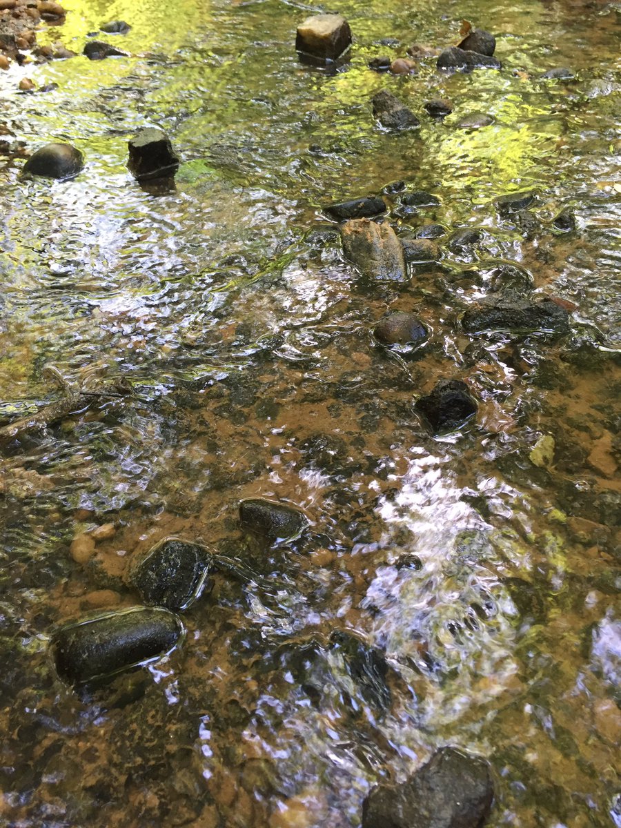 hollyastuart's tweet image. Some macro invertebrate exploration during today’s hike. Caddisfly larvae in a little tributary to the Catawba River.

I love taking the time to explore the small and often overlooked. 

#stuartscience #scitlap #outdooreducation #expeditionscience