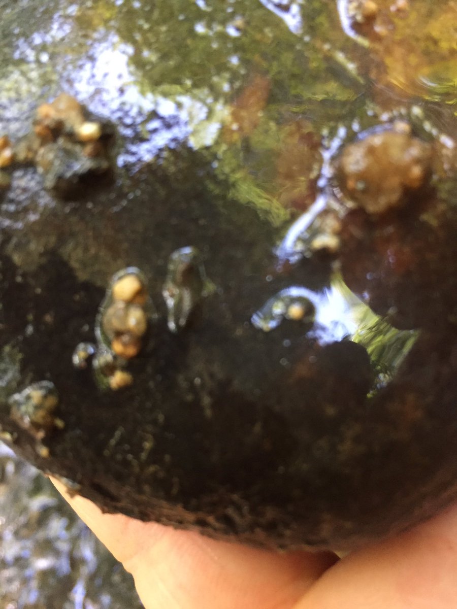 hollyastuart's tweet image. Some macro invertebrate exploration during today’s hike. Caddisfly larvae in a little tributary to the Catawba River.

I love taking the time to explore the small and often overlooked. 

#stuartscience #scitlap #outdooreducation #expeditionscience