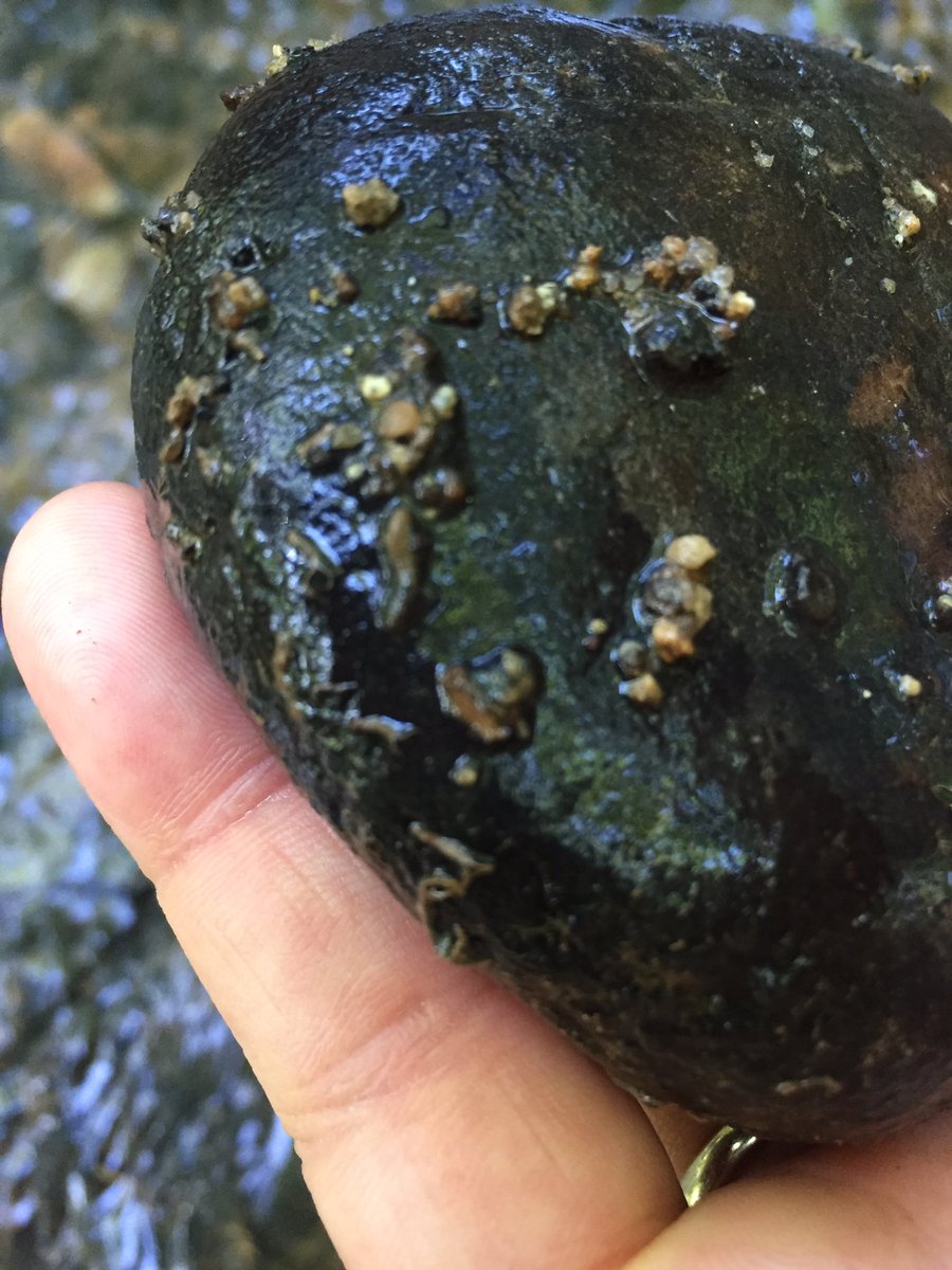hollyastuart's tweet image. Some macro invertebrate exploration during today’s hike. Caddisfly larvae in a little tributary to the Catawba River.

I love taking the time to explore the small and often overlooked. 

#stuartscience #scitlap #outdooreducation #expeditionscience