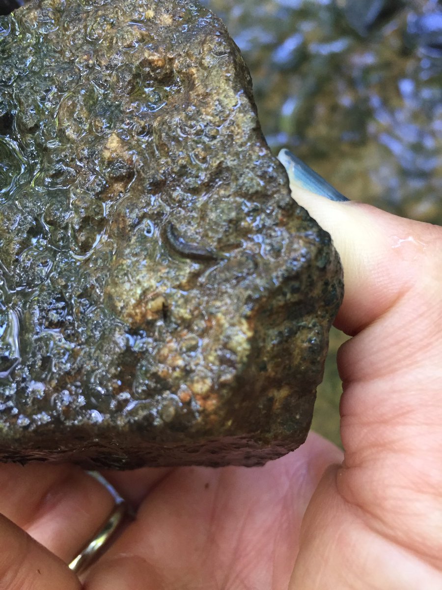 hollyastuart's tweet image. Some macro invertebrate exploration during today’s hike. Caddisfly larvae in a little tributary to the Catawba River.

I love taking the time to explore the small and often overlooked. 

#stuartscience #scitlap #outdooreducation #expeditionscience