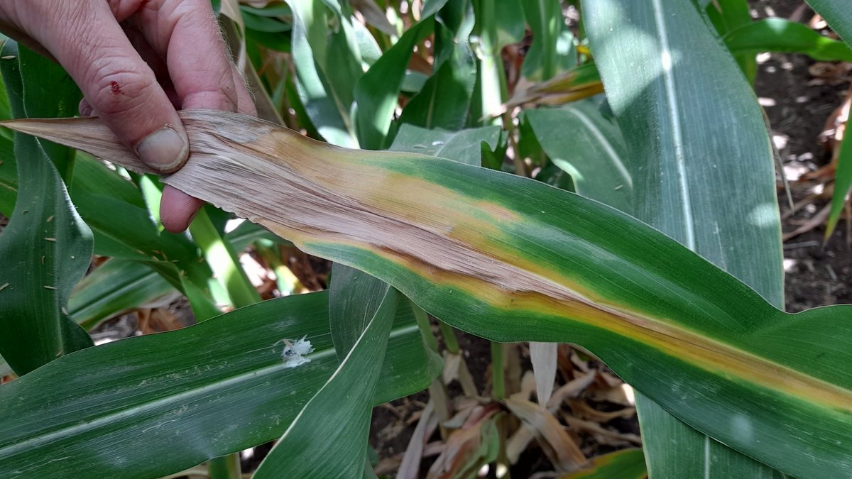 David_Agronomy's tweet photo. As useful as NDVI images, Deep Nitrogen and Leaf Tissue Tests are, sometimes it comes down to crawling through a crop and using your eyes 👀 All of these things help build a picture of optimum N rate. https://t.co/AVKH4QkFeq