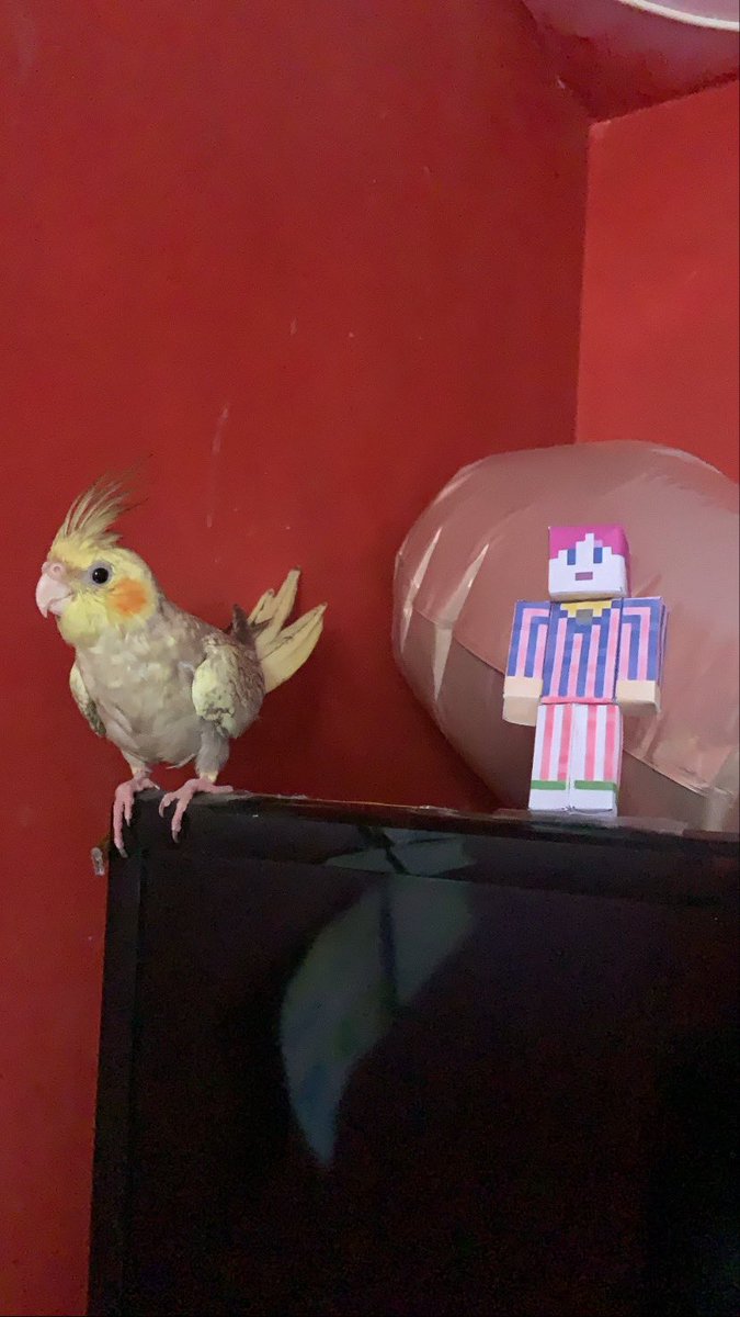 Mauricio tweet media