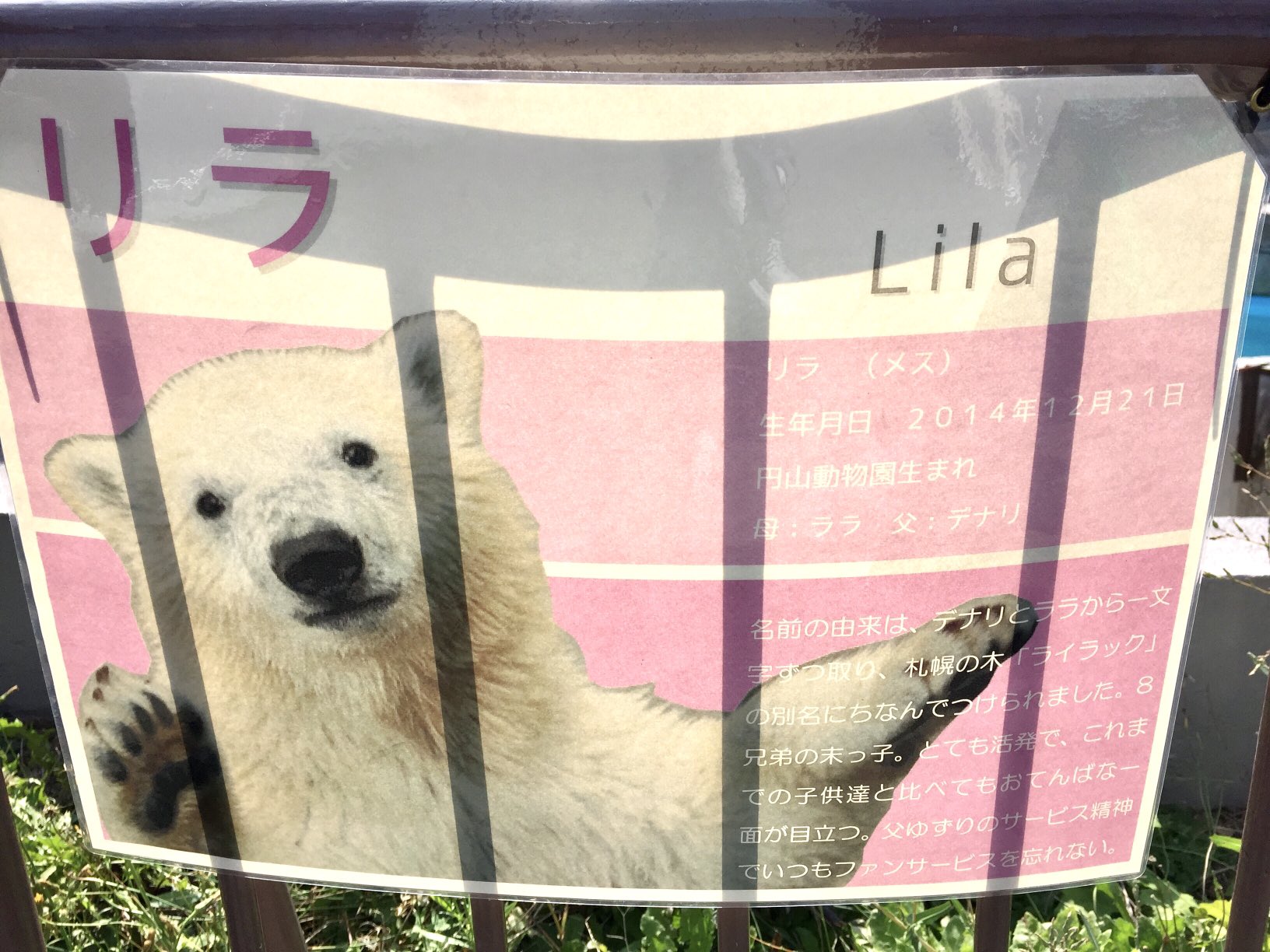 おやびん リラ 円山動物園 15 ホッキョクグマ シロクマ Polarbear T Co Zlkiqezwjk Twitter