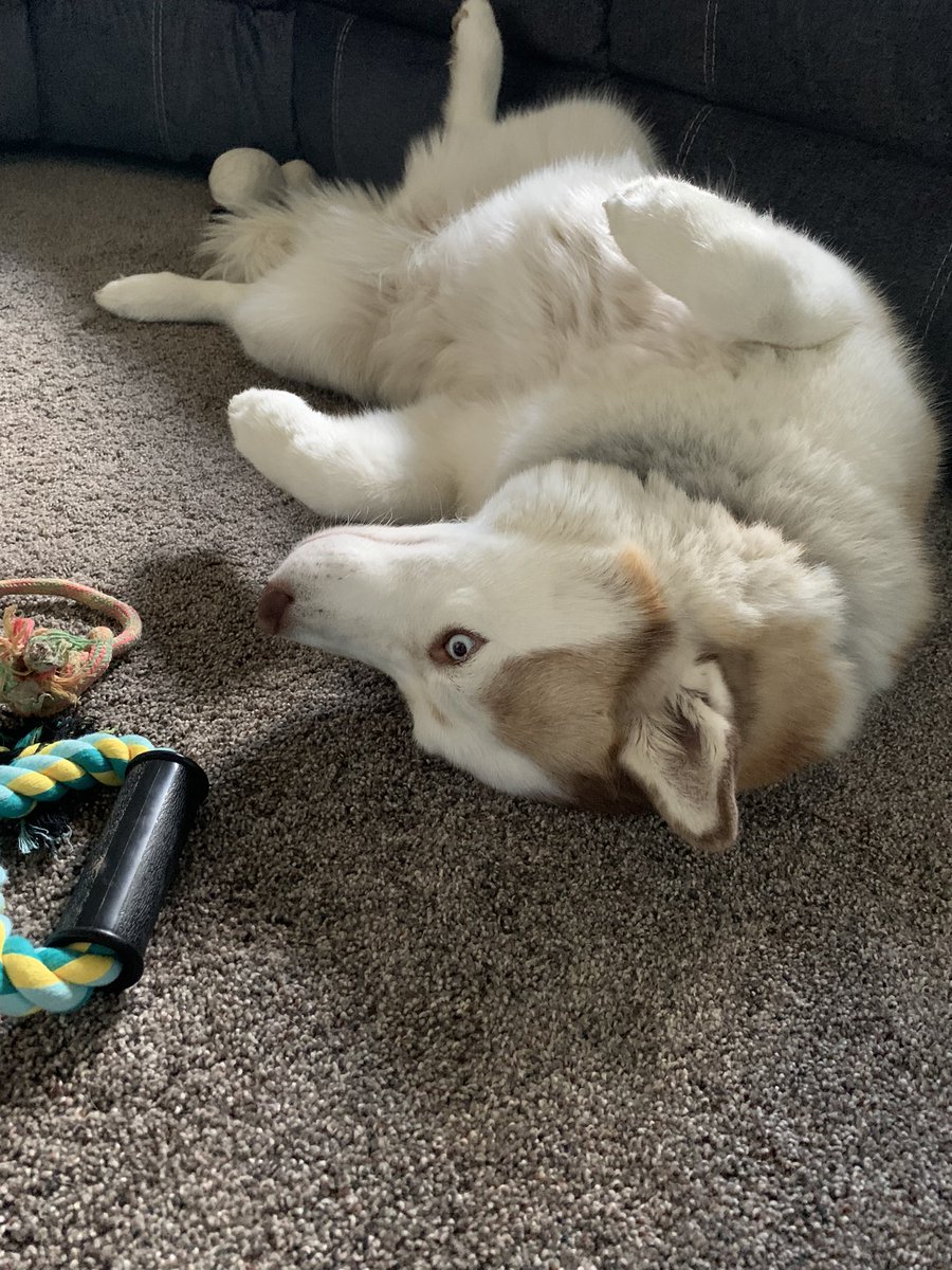 Obi_no_Ujigami's tweet photo. One is awake, the other asleep. Both are good floofers. #findfamiliar #dnd https://t.co/2XCOUFJo0R