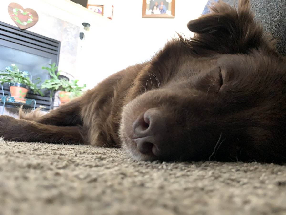Obi_no_Ujigami's tweet photo. One is awake, the other asleep. Both are good floofers. #findfamiliar #dnd https://t.co/2XCOUFJo0R