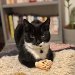 猫の弁護士がいたらきっとこんな感じだろう・・・!なんでも解決しちゃいます!
