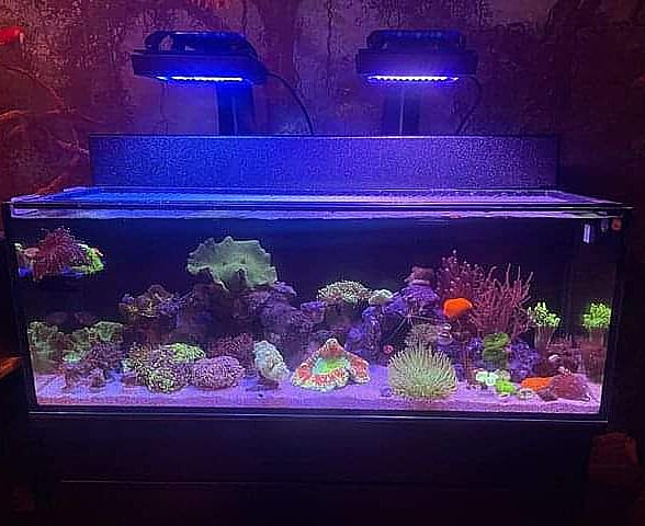 thereefINDY's tweet photo. 🎉 Congrats to Cameron for winning this months contest!

🎁 Cameron will receive a CORAL CARE prize pack worth over $100!!!

#fish #aquariumhobby #coral #localfishstore #shoplocalindy #staysalty #thereefindy #indianapolis #indy #indiana https://t.co/0SpRsjJQ4l