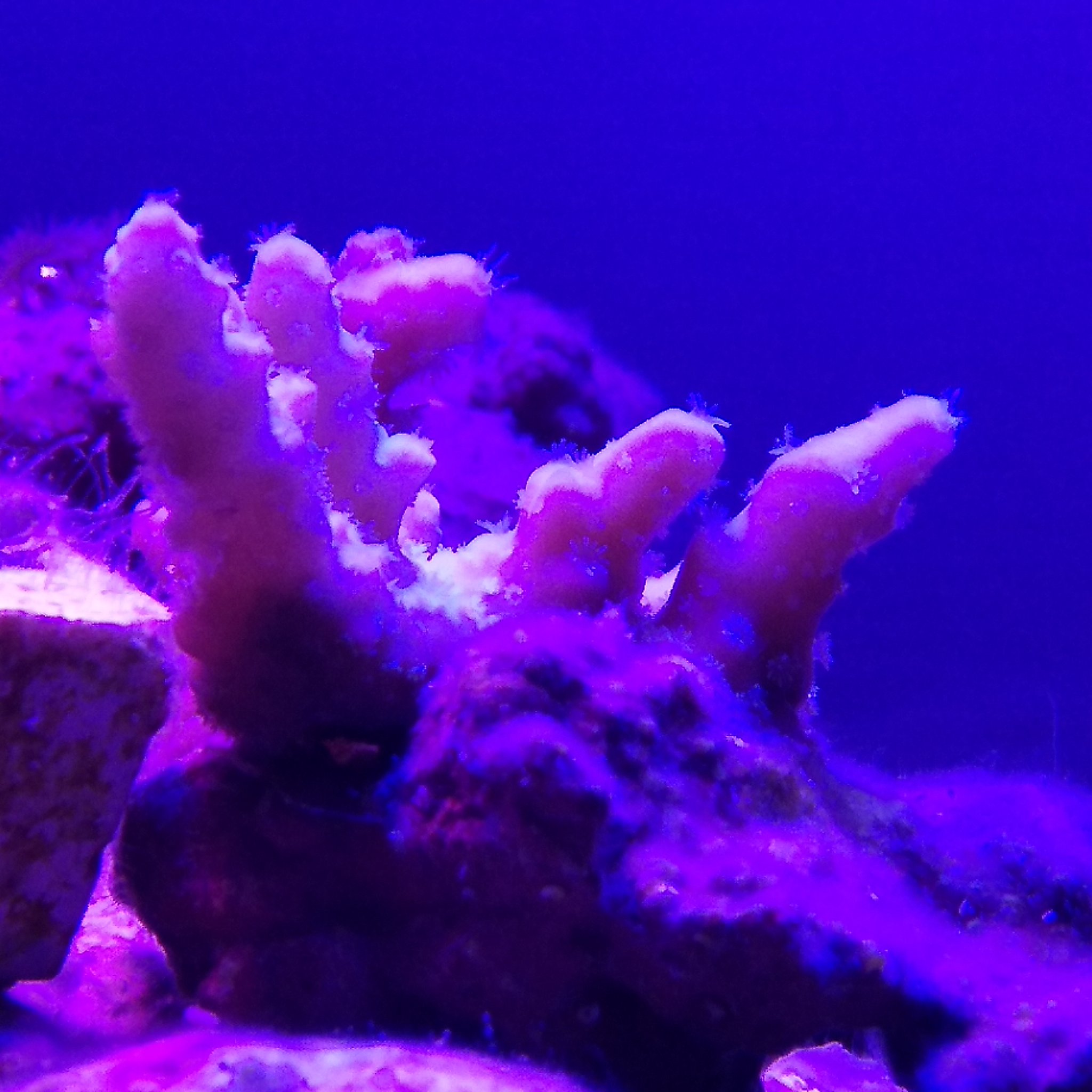 豆腐メンタル 育児 育海水魚ブロガー ポケカラ 海水水槽立ち上げ156日目 我が家のミドリイシさん 最近色が薄くなってきている ポリぷはでてるから 死んでないよね 外部フィルターじゃダメなのかな アクアリウム 海水魚 ミドリイシ 海水水槽の