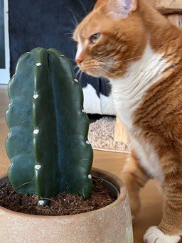 De Cuddly Cactus is een echte dierenvriend, maar ook zeer geschikt voor jonge gezinnen.
Honden, Katten en Kinderen deze cactus knuffelt hen allemaal

The branches are many, the roots is one.
#pet #petfriendly #cuddly #cactuslove #cactuslover