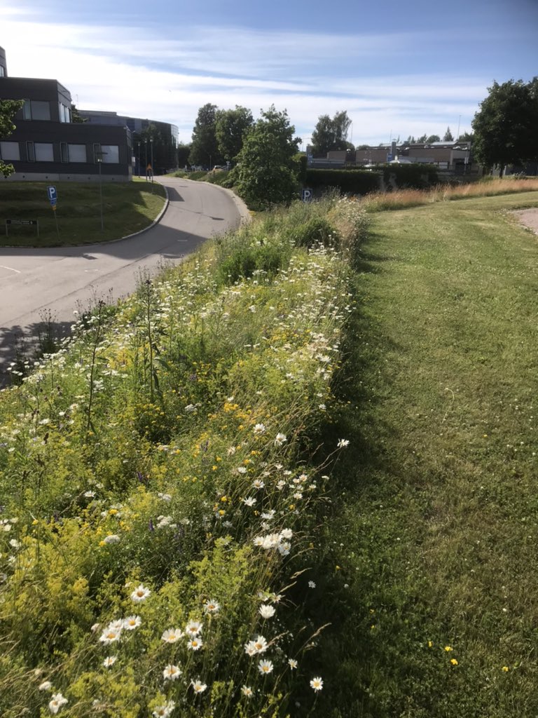 Great to see <a href="/helsinkiuni/">University of Helsinki</a> Viikki campus experimenting with new mowing regimes to support biodiversity! <a href="/helsinkisus/">HELSUS</a>