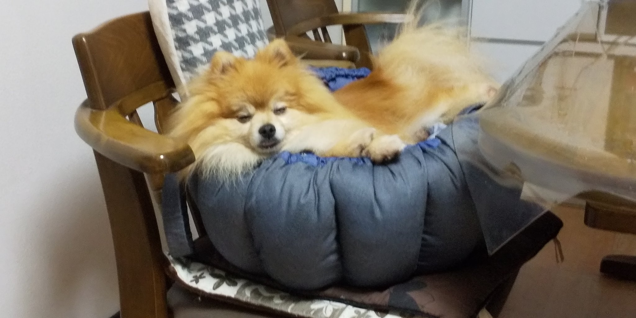 石川 疲れた時にイッヌをみると のんびりしやがって と癒しよりも先に妬みがきます 生まれ変わったら中流家庭の室内飼い犬になってのんびりしたいです 願わくば 女性の飼い主がいいです 毎日癒しを与えます さらに願わくば エアコンをつけっ