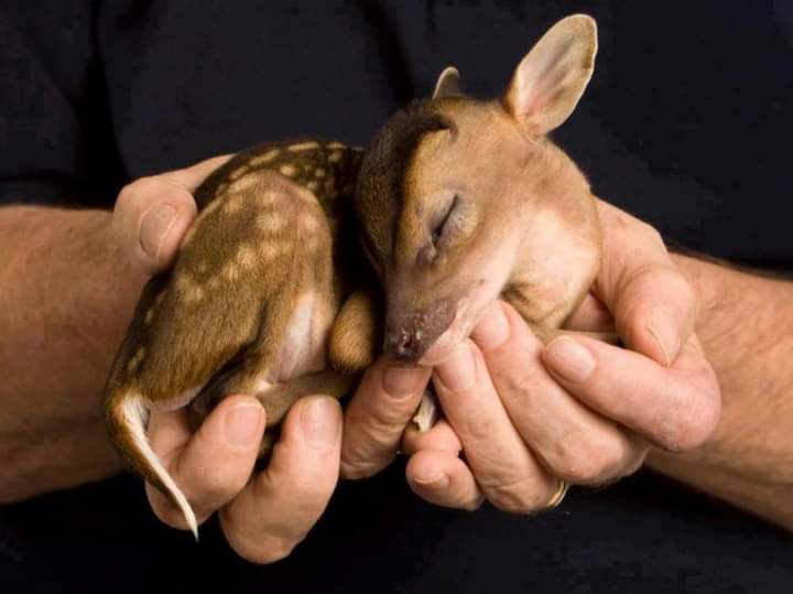 Какое животное рождает. Маленькие зверьки. Новорожденный Олененок. Самые маленькие животные. Олененок на руках.