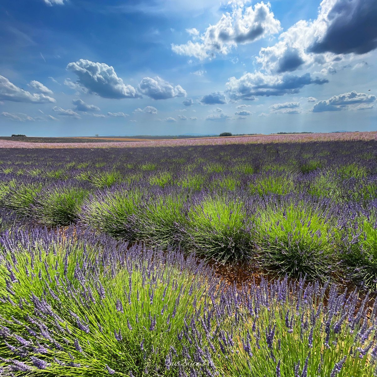 Valensole #explore_regionsud #fierdusud #MagnifiqueFrance #OnATousBesoinDuSud #jaimelapaca #regionpaca #jaimelafrance