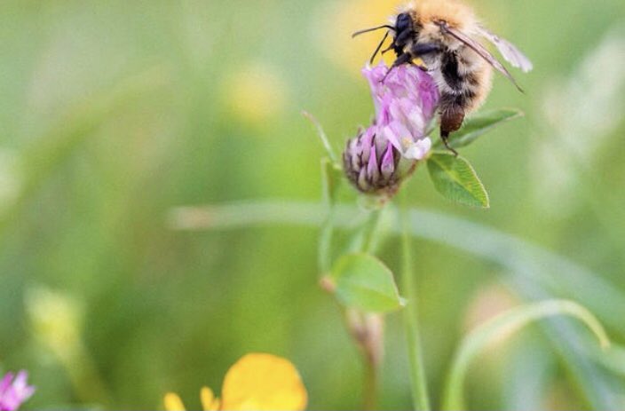 Bombus pascuorum Common carder bees are one of a number of 'long-tongued bees' that feed on flowers with long tubular florets, such as heather, clover and lavender.
#commoncarder
#bee
#redclover