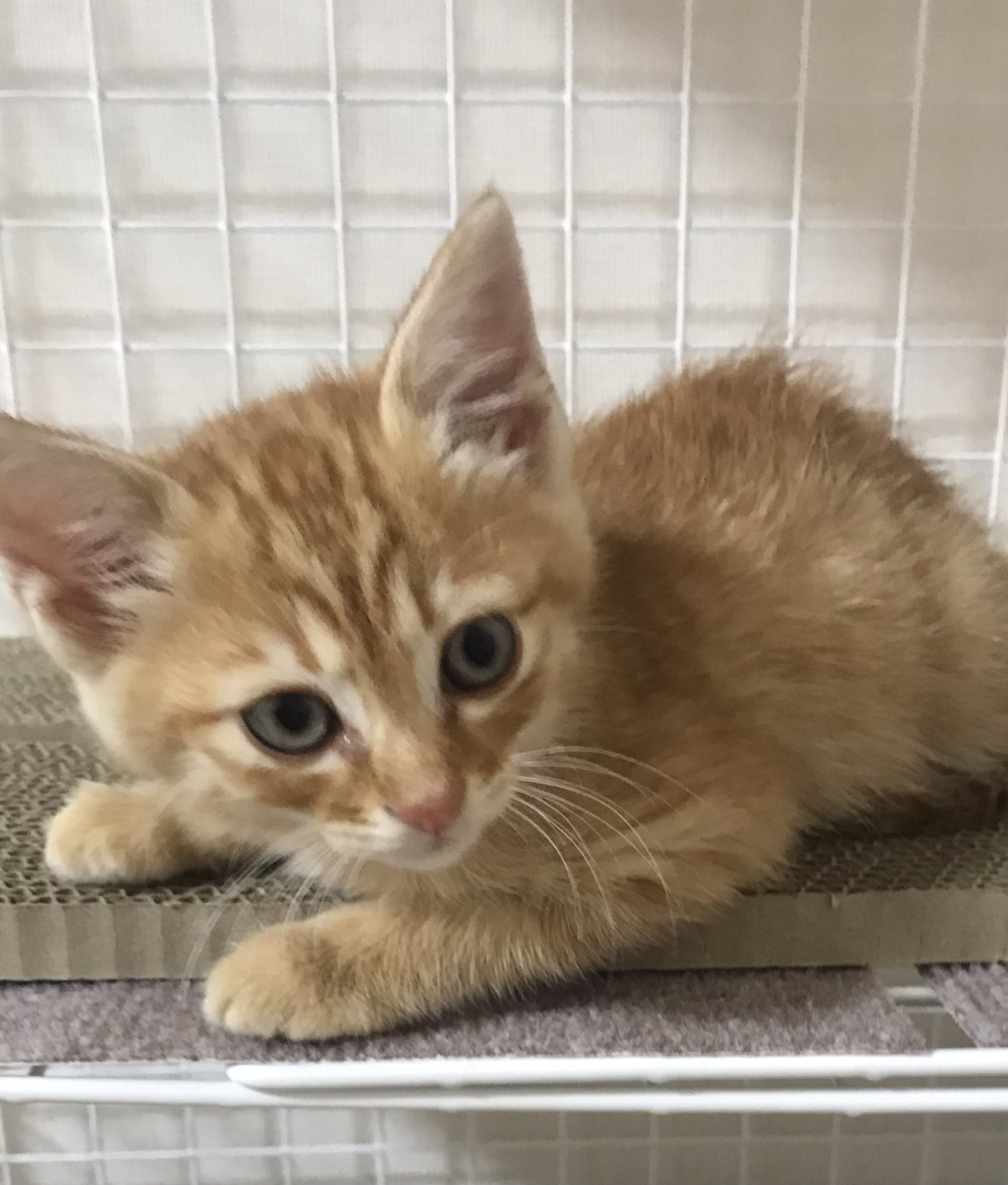 れむdays 子猫 子猫保護 猫 癒し 可愛い動物 ボンネットに隠れていた子猫ちゃんを飼うことになりました 名前は れむ です T Co L7tcnbspks Twitter