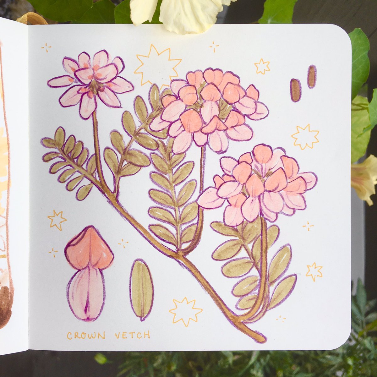 loonpflug's tweet photo. i was reminded how much i love this plant when we saw it alongside a trail this week! here’s the initial picture i took of it and a quick study sketch when i got home :’) it was fun doing a little digital painting practice with this species! 💖 https://t.co/co4xUPszhN