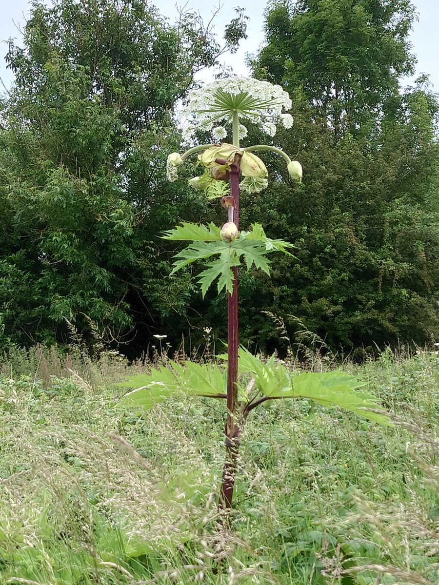 WaggaWuffins's tweet photo. @ManCityCouncil 
I reported this Giant Hogweed 2 weeks ago on the website.
It is in #heatonpark near Sheepfoot Lane. You can see it from the road.
It's now flowered and will go to seed soon. Apparently one plant can produced 50,000 seeds
Will this be removed before it seeds? https://t.co/nhi7UIj7Yc