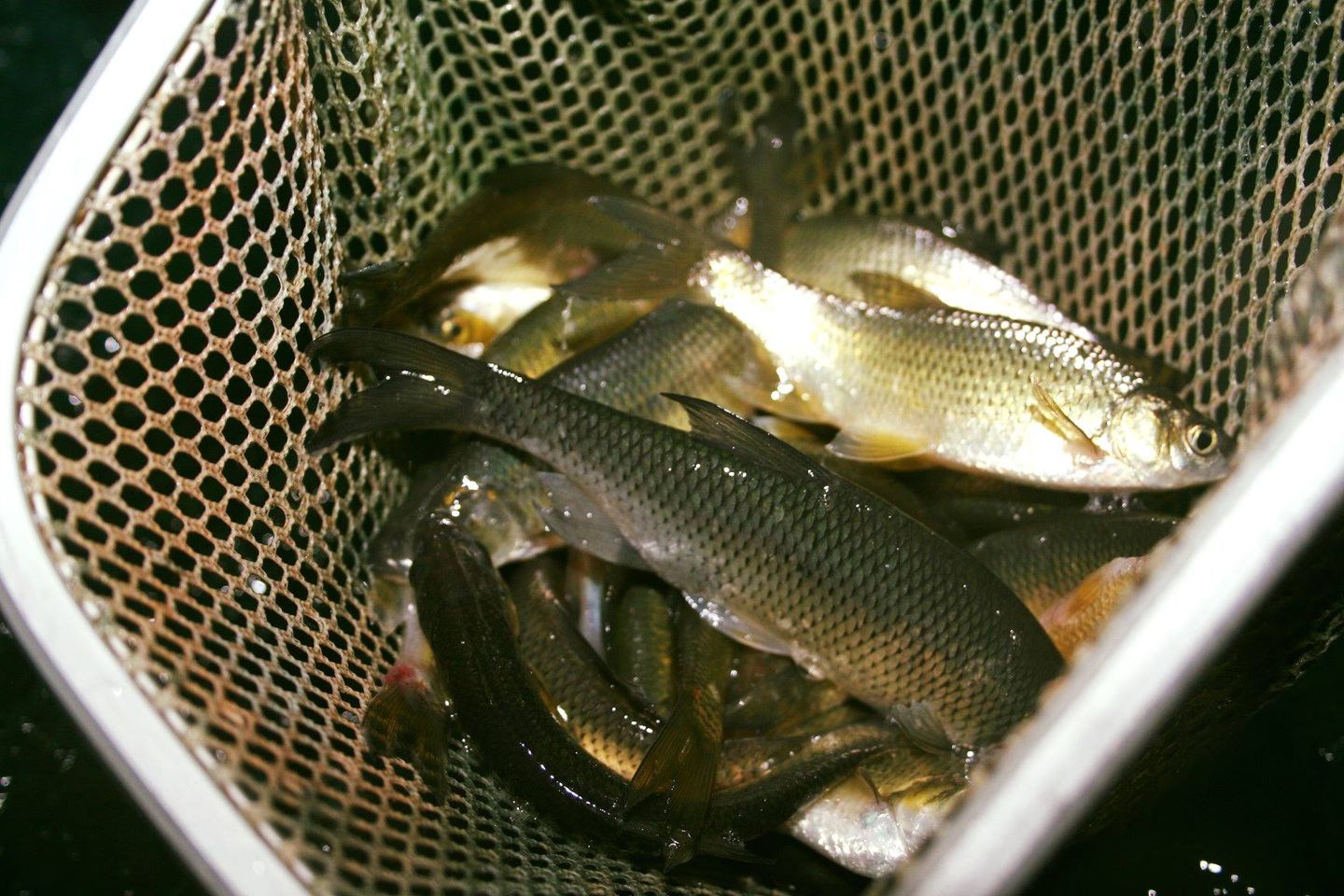 New York State Dept. of Environmental Conservation on Twitter "For