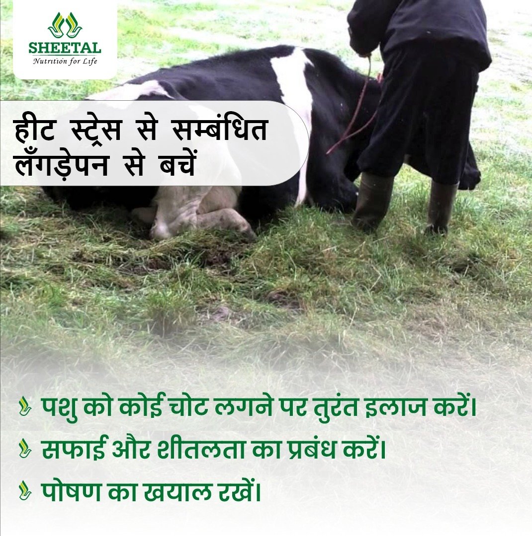 IndiaSheetal's tweet image. सही पोषण और गर्मी के प्रभाव को कम करने के इंतज़ाम 
से ऐसी समस्याओ से बचा।  सही पोषण के लिए शीतल फीड से 
संपर्क करे।

#sheetalfeed #cattlefarm #cattleproblems