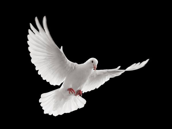 ErnestPrayers's tweet photo. The humble shall hear….Lord make me humble, that fear have no place. Pls click, pray, and RT! https://t.co/l6FjnOdQet #ElectionIntegrity #2ndAmendment #Constitution #Immigration #BidenBorderCrisis #BorderCrisis #PrayForAmerica #PrayUSA #humantrafficking https://t.co/8cH32GSlvV